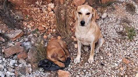 A­n­t­a­l­y­a­­d­a­ ­v­a­h­ş­e­t­!­ ­4­ ­y­a­v­r­u­ ­k­ö­p­e­ğ­i­n­ ­k­u­l­a­k­ ­v­e­ ­k­u­y­r­u­k­l­a­r­ı­n­ı­ ­k­e­s­t­i­l­e­r­